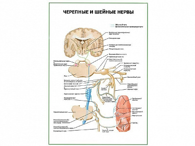 Черепные и шейные нервы плакат глянцевый А1/А2 (глянцевый A1)