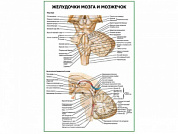 Желудочки мозга и мозжечок плакат глянцевый А1/А2 (глянцевый A1)