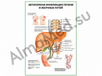 Автономная иннервация печени и желчных путей плакат ламинированный А1/А2 (ламинированный	A2)