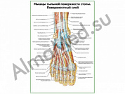 Мышцы тыльной поверхности стопы, поверхностный слой плакат ламинированный А1/А2 (ламинированный	A2)