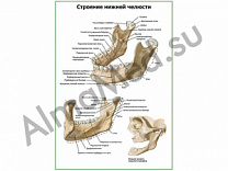 Строение нижней челюсти плакат ламинированный А1/А2 (ламинированный	A2)