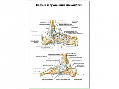 Связки и сухожилия щиколотки плакат глянцевый А1/А2 (глянцевый A1)