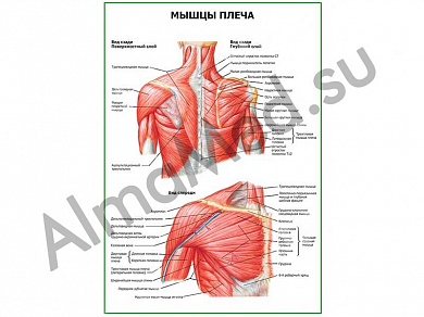 Мышцы плеча плакат глянцевый/ламинированный А1/А2 (глянцевый	A2)