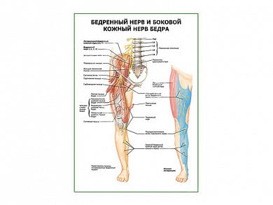 Бедренный нерв и боковой кожный нерв бедра плакат глянцевый А1/А2 (глянцевый A1)