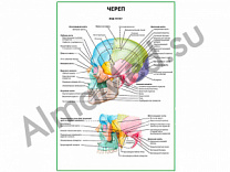 Череп. Вид сбоку плакат глянцевый/ламинированный А1/А2 (глянцевый	A2)