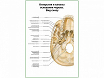 Отверстия и каналы основания черепа плакат глянцевый А1/А2 (глянцевый A1)