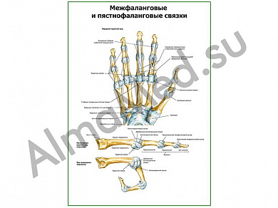 Связки кисти плакат глянцевый/ламинированный А1/А2 (глянцевый	A2)