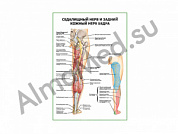 Седалищный нерв и задний кожный нерв бедра плакат ламинированный А1/А2 (ламинированный	A2)