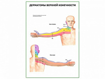 Дерматомы верхней конечности плакат глянцевый А1/А2 (глянцевый A2)