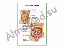 Большой сальник плакат глянцевый/ламинированный А1/А2 (глянцевый	A2)