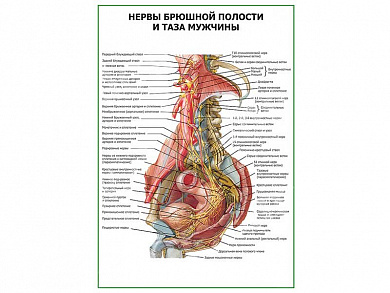 Нервы брюшной полости и таза мужчины плакат глянцевый А1/А2 (глянцевый A2)
