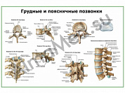 Грудные позвонки и их соединения, плакат ламинированный А1/А2 (ламинированный	A2)