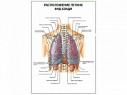 Расположение легких. Вид сзади плакат глянцевый А1/А2 (глянцевый A2)