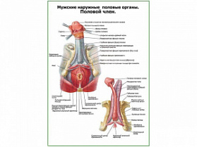 Строение полового члена слой плакат глянцевый А1/А2 (глянцевый A1)