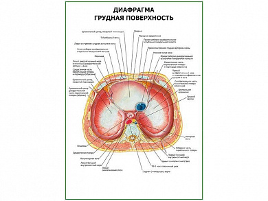 Диафрагма. Грудная поверхность плакат глянцевый А1/А2 (глянцевый A2)