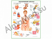 Эндокринный аппарат, плакат ламинированный А1/А2 (ламинированный	A2)