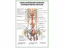Схема иннервации мужских репродуктивных органов плакат глянцевый А1/А2 (глянцевый A1)