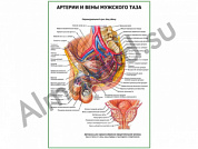 Артерии и вены мужского таза плакат ламинированный А1/А2 (ламинированный 	A2)