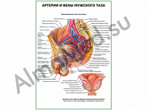 Артерии и вены мужского таза плакат ламинированный А1/А2 (ламинированный 	A2)