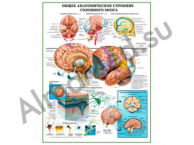 Строение головного мозга, плакат ламинированный А1/А2 (ламинированный	A2)