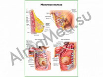 Молочная железа, строение, кровеносная и лимфатическая системы плакат глянцевый/ламинированный А1/А2 (глянцевый	A2)