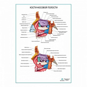 Кости носовой полости, плакат глянцевый А1+/А2+ (матовый холст от 200 г/кв.м, размер A1+)