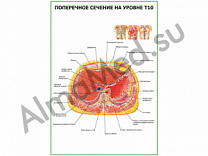 Поперечное сечение на уровне Т10 плакат глянцевый/ламинированный А1/А2 (глянцевый	A2)