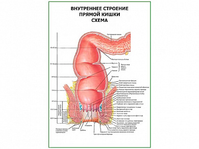 Внутреннее строение прямой кишки. Схема плакат глянцевый  А1/А2 (глянцевый A1)