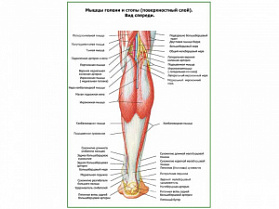 Мышцы голени и стопы, поверхностный слой плакат глянцевый А1/А2 (глянцевый A2) Мышцы голени и стопы, поверхностный слой плакат глянцевый А1/А2 (глянцевый A2)