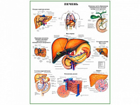 Строение печени и некоторые нарушения, плакат глянцевый  А1/А2 (глянцевый A2)