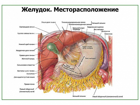 Желудок плакат глянцевый  А1/А2 (глянцевый A2)
