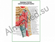 Мышцы глотки. Сагиттальный разрез плакат ламинированный А1/А2 (ламинированный	A2)