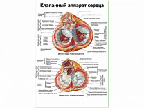 Клапанный аппарат сердца плакат глянцевый А1/А2 (глянцевый A2)