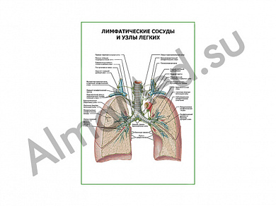 Лимфатические сосуды и узлы легких плакат ламинированный А1/А2 (ламинированный	A2)