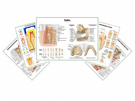 Комплект плакатов для кабинета стоматолога глянцевый А1/А2 (глянцевый A2)