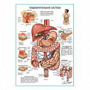 Пищеварительная система, плакат глянцевый  А1+/А2+ (глянцевая фотобумага от 200 г/кв.м, размер A1+)