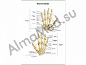 Кости кисти плакат ламинированный А1/А2 (ламинированный	A2)