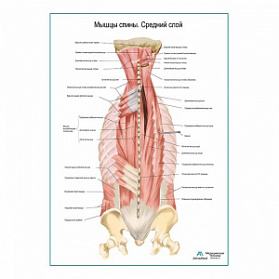 Мышцы спины, средний слой плакат глянцевый А1+/А2+ (глянцевая фотобумага от 200 г/кв.м, размер A1+)