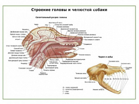 Строение головы и челюстей собаки плакат глянцевый А1/А2 (глянцевый A1)