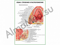 Язык. Строение, расположение плакат ламинированный А1/А2 (ламинированный	A2)