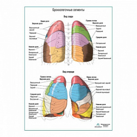 Бронхолегочные сегменты плакат глянцевый А1+/А2+ (матовый холст от 200 г/кв.м, размер A1+)