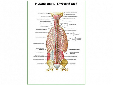 Мышцы спины. Глубокий слой плакат глянцевый А1/А2 (глянцевый A1)