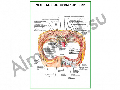 Межреберные нервы и артерии плакат глянцевый/ламинированный А1/А2 (глянцевый	A2)