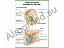 Расположение лабиринтов в черепе плакат ламинированный А1/А2 (ламинированный	A2)