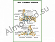 Связки и сухожилия щиколотки плакат глянцевый/ламинированный А1/А2 (глянцевый	A2)