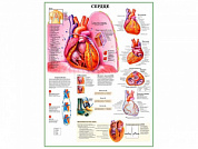 Сердце и функции, плакат глянцевый А1/А2 (глянцевый A2)