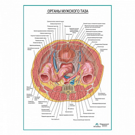 Органы мужского таза плакат глянцевый А1+/А2+ (матовый холст от 200 г/кв.м, размер A1+)