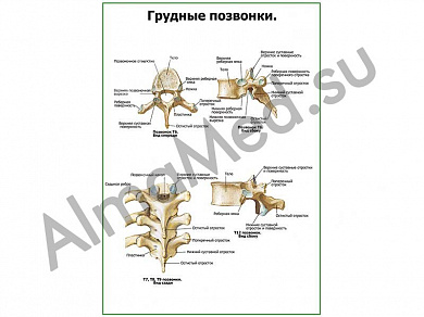 Грудные позвонки плакат глянцевый/ламинированный А1/А2 (глянцевый	A2)