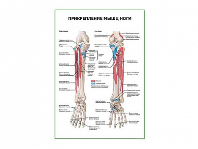 Прикрепление мышц ноги плакат глянцевый А1/А2 (глянцевый A2)