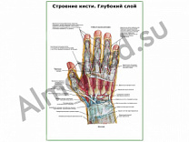 Строение кисти, глубокий слой плакат глянцевый/ламинированный А1/А2 (глянцевый	A2)